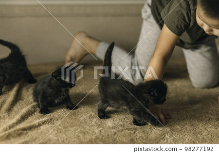 little boy and Black kittens. Kids play with pets. Children and domestic animals. Without allergies little boy and Black kittens. Kids play with pets. Children and domestic animals. Without allergies 98277192