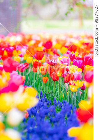 [Flower material] A field of tulips [Nagano Prefecture] 98277627