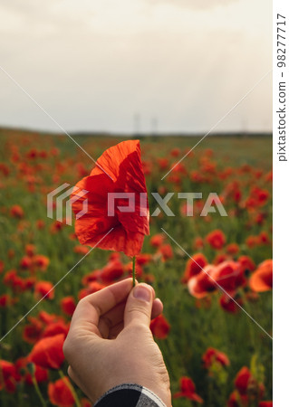 Female hand holding Red poppy flowers in a wild field. Vivid Poppies meadow in spring. Beautiful summer day. Beautiful red poppy flowers on green fleecy stems grow in the field. Scarlet poppy flowers Female hand holding Red poppy flowers in a wild field. Vivid Poppies meadow in spring. Beautiful summer day. Beautiful red poppy flowers on green fleecy stems grow in the field. Scarlet poppy flowers 98277717