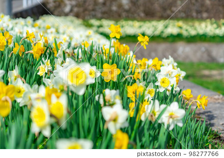 [Spring material] Daffodils on Kozenji Street in Minamishinshu [Nagano Prefecture] 98277766