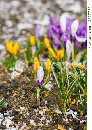Spring crocus flowers bloom in the garden under the snow 98277794