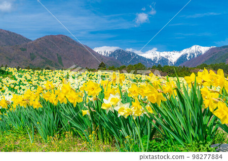 [春季材料]南信州Kozenji街上的水仙花[長野縣] 98277884