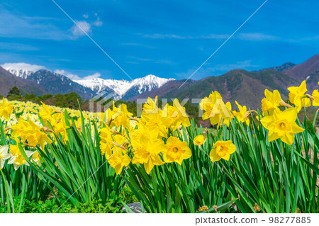 [Spring material] Daffodils on Kozenji Street in Minamishinshu [Nagano Prefecture] 98277885