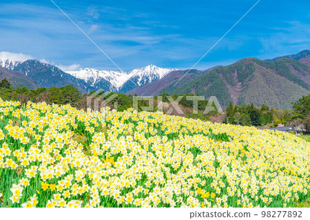 [Spring material] Daffodils on Kozenji Street in Minamishinshu [Nagano Prefecture] 98277892