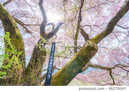 [Sakura material] A single cherry tree from the ruins of Kaminodaira Castle in Minami Shinshu [Nagano Prefecture] 98278043
