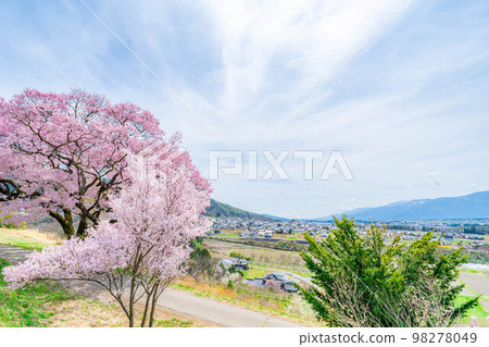 [櫻花材料]南信州[長野縣]上之平城遺址的一棵櫻花樹 98278049