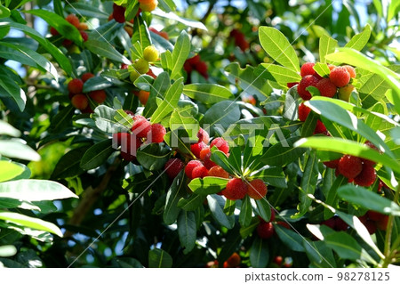 Berries starting to change color Berries starting to change color 98278125
