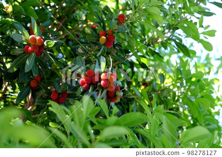 Berries starting to change color 98278127