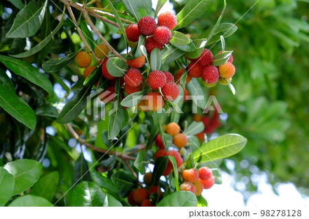Berries starting to change color 98278128