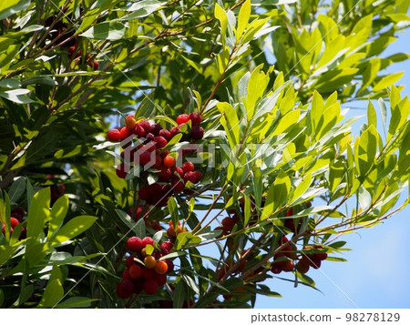 Fruit of a bamboo grove 98278129