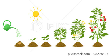 Stages of growth of tomatoes. Irrigation and conditions for plant germination in agriculture. Botanical infographic. Stages of growth of tomatoes. Irrigation and conditions for plant germination in agriculture. Botanical infographic. 98278303