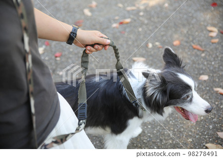 A border collie on a leash and the owner's hand holding the leash 98278491