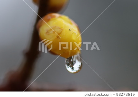 "Odawara Castle" Close-up of winter sweets and water droplets wet in the rain "Odawara Castle" Close-up of winter sweets and water droplets wet in the rain 98278619