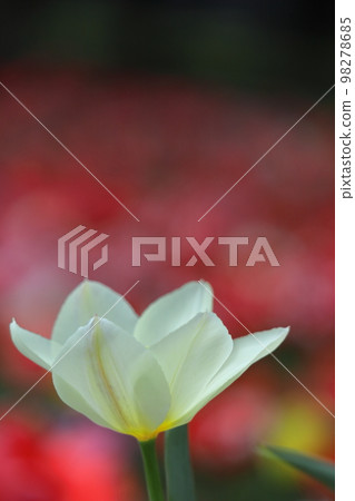 色彩鮮豔的紅色,白色和黃色 色彩鮮豔的紅色,白色和黃色 98278685