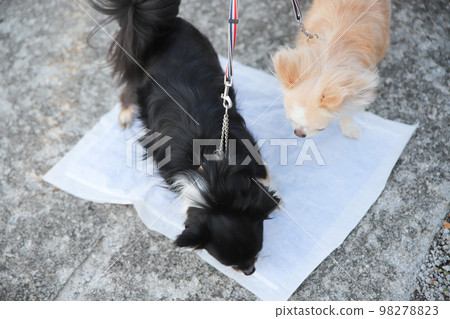 Two long-coated chihuahuas peeing on a toilet seat outdoors 98278823