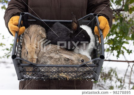 Farmer holding basket with rabbits. Farm animals.  98278895