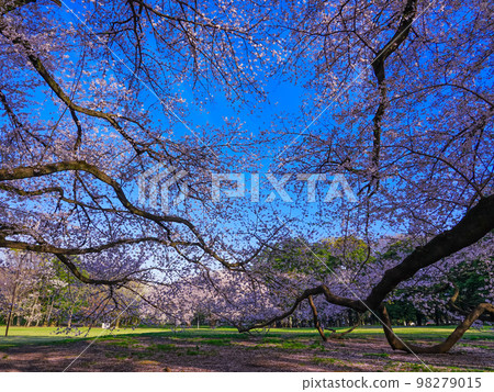 Kinuta Park in Spring, Giant Cherry Trees in Full Bloom (Setagaya Ward, Tokyo) 98279015