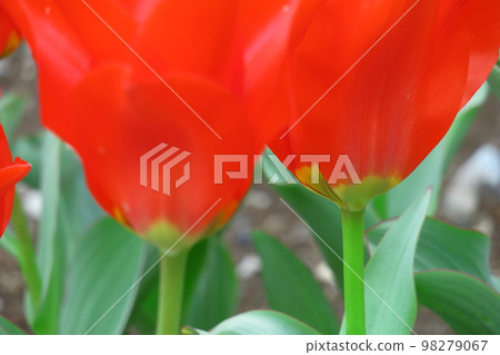 Colorful red, white and yellow 98279067