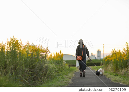 日落時分,一名婦女和兩隻長毛吉娃娃走在路上,周圍環繞著一枝黃花 日落時分,一名婦女和兩隻長毛吉娃娃走在路上,周圍環繞著一枝黃花 98279109
