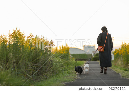 A woman and two long-coated Chihuahuas walking on a road at sunset surrounded by goldenrod 98279111