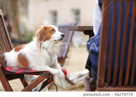 Kooikerhondje 在咖啡館露台的椅子上 Kooikerhondje 在咖啡館露台的椅子上 98279779