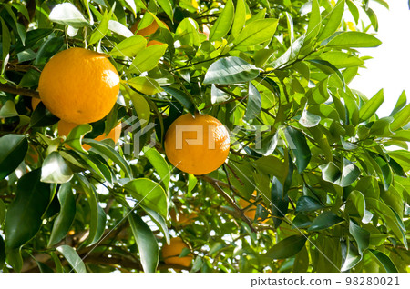 Yellow bitter orange fruit (citrus fruit) Yellow bitter orange fruit (citrus fruit) 98280021