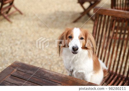 Kooikerhondje 坐在咖啡館露台的椅子上 Kooikerhondje 坐在咖啡館露台的椅子上 98280211