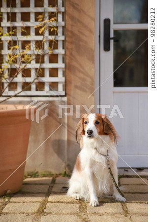 Kooikerhondje sitting in front of the shop door 98280212
