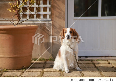 Kooikerhondje sitting in front of the shop door 98280213