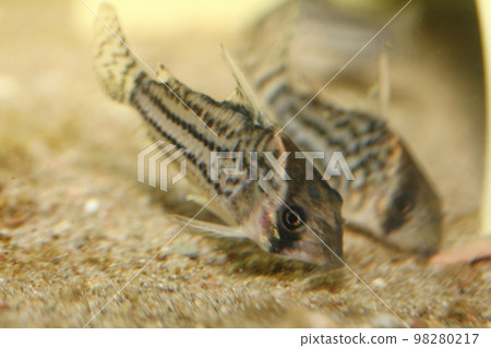 Bands-catfish    (Corydoras schwartzi) 98280217
