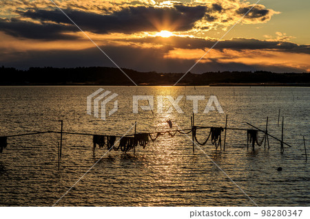 與白鷺相伴的日沼日落[茨城縣茨城町小矢澤華側] 98280347