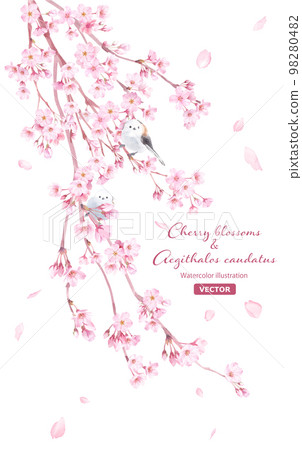 春天的花朵:垂枝櫻花和長尾水彩插圖。 (矢量。佈局多變) 春天的花朵:垂枝櫻花和長尾水彩插圖。 (矢量。佈局多變) 98280482