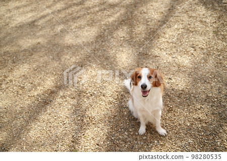 Kooikerhondje sitting in the sunlight filtering through the trees in winter and looking up Kooikerhondje sitting in the sunlight filtering through the trees in winter and looking up 98280535