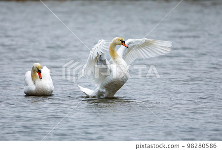 A white mute swan at the morning bath 98280586