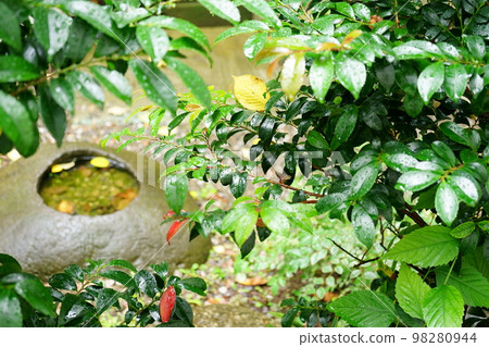 tsubaaka花園 98280944