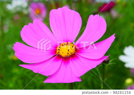 Bright pink cosmos close-up Bright pink cosmos close-up 98281158