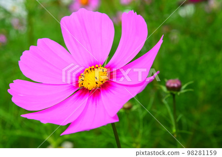 beautiful blooming pink cosmos beautiful blooming pink cosmos 98281159