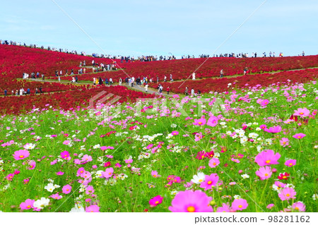 Many people in cosmos and kochia fields Many people in cosmos and kochia fields 98281162