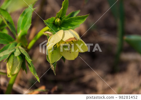 Green hellebore flower on flowerbed in garden Green hellebore flower on flowerbed in garden 98281452