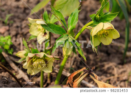 Green hellebore flower on flowerbed in garden Green hellebore flower on flowerbed in garden 98281453
