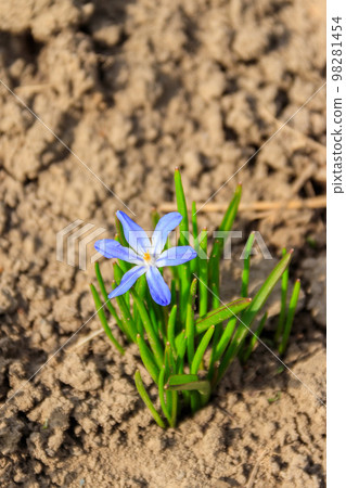 Blue glory-of-the-snow (chionodoxa luciliae) flower on spring Blue glory-of-the-snow (chionodoxa luciliae) flower on spring 98281454