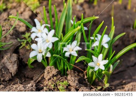 White glory-of-the-snow (chionodoxa luciliae) flowers on spring White glory-of-the-snow (chionodoxa luciliae) flowers on spring 98281455