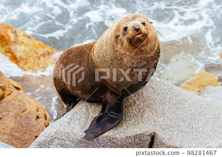 Australian Fur Seal in Narooma Australia 98281467