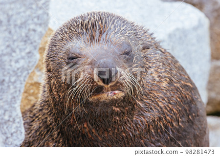Australian Fur Seal in Narooma Australia Australian Fur Seal in Narooma Australia 98281473