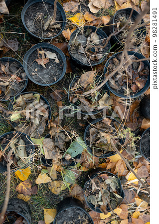 reforestation or set of young trees trunks in pots for planting in fall reforestation or set of young trees trunks in pots for planting in fall 98281491