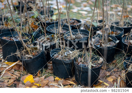 reforestation or set of young trees trunks in pots for planting in fall reforestation or set of young trees trunks in pots for planting in fall 98281504