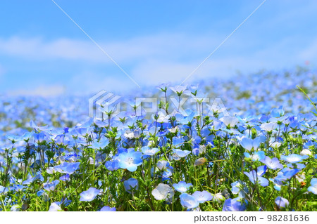 藍天和nemophila 藍天和nemophila 98281636