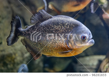 The Red-bellied Piranha Fish The Red-bellied Piranha Fish 98281833