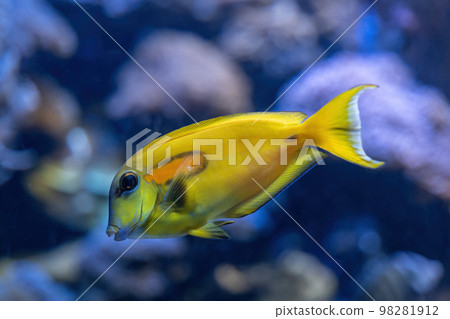 Orange Shoulder Tang Fish Orange Shoulder Tang Fish 98281912