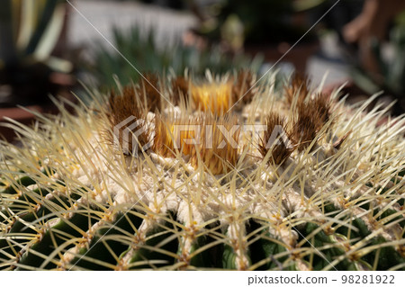 Echinocactus Grusonii Thorns And Flowers Echinocactus Grusonii Thorns And Flowers 98281922
